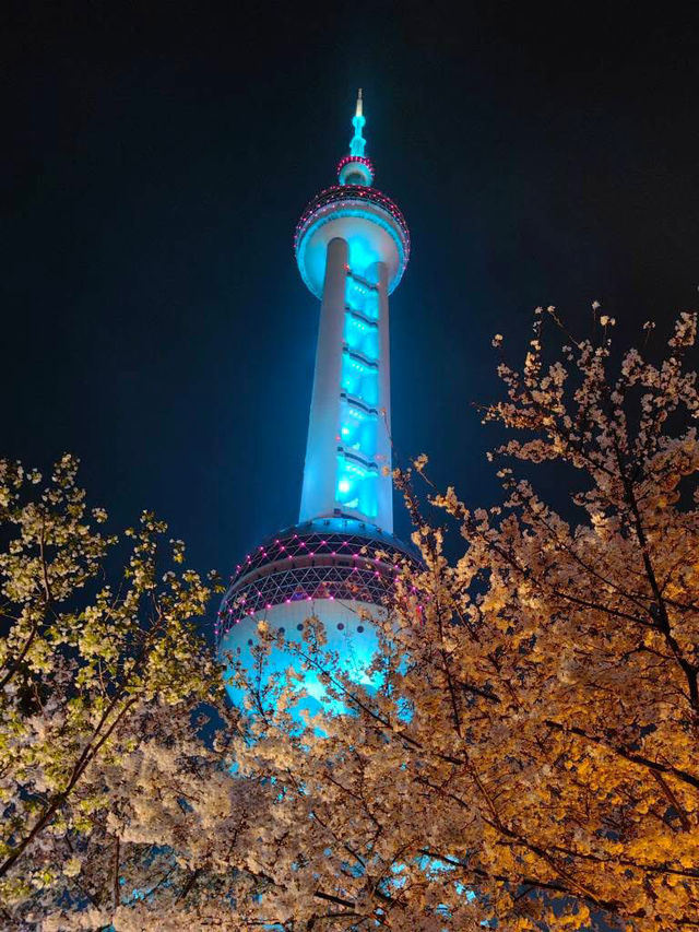 “Petals in the Pearl: Cherry Blossoms Amid Shanghai’s Skyline”