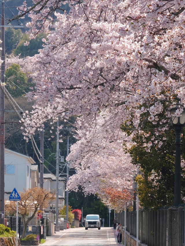 Kansai | Hidden Cherry Blossom Spots You Shouldn't Miss 🌸