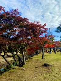 Top Tips for a Perfect Nara Park Adventure