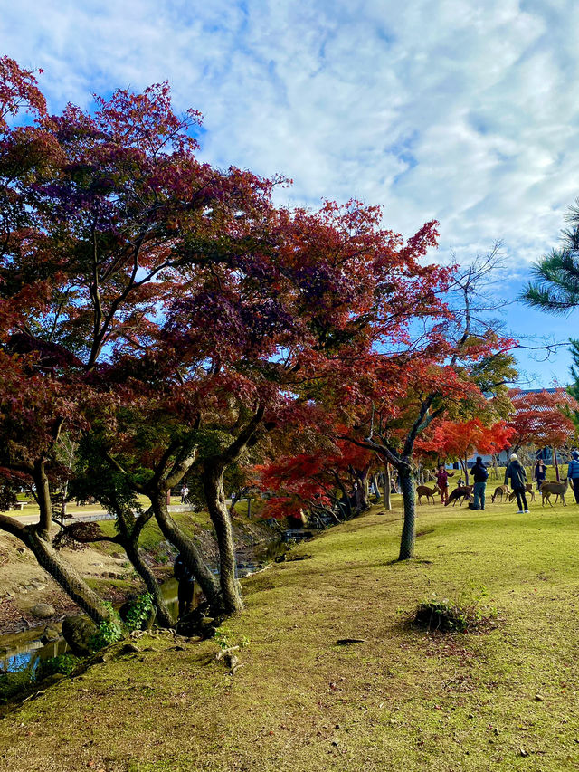 Top Tips for a Perfect Nara Park Adventure