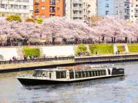 🌸 Sakura & Skyscrapers: My Perfect Day Along Sumida River 🌸