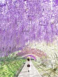 【福岡】世界に認められた藤の絶景