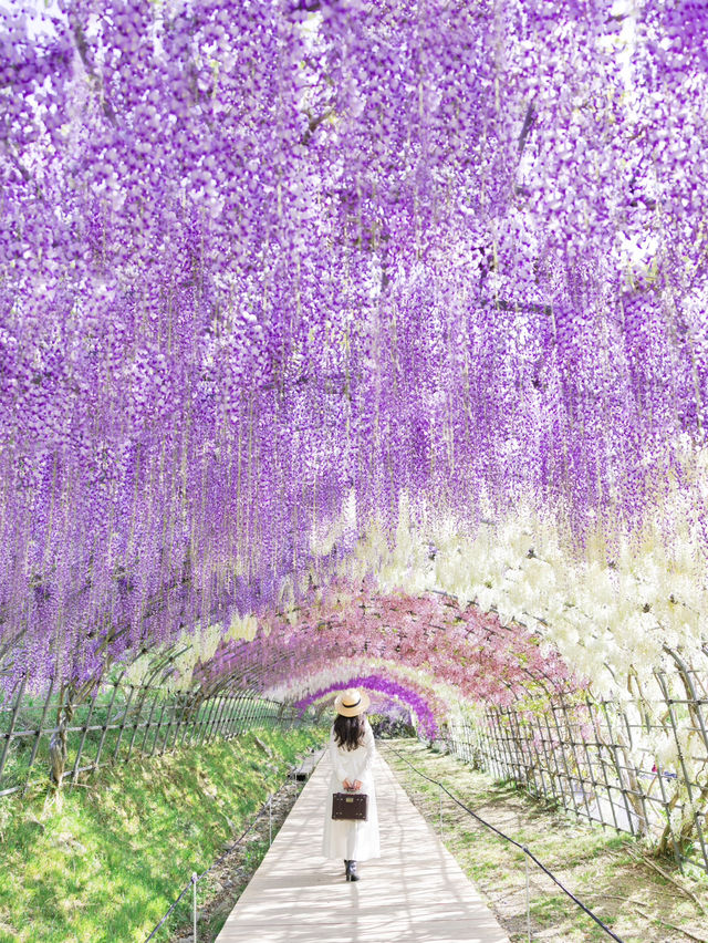 【福岡】世界に認められた藤の絶景
