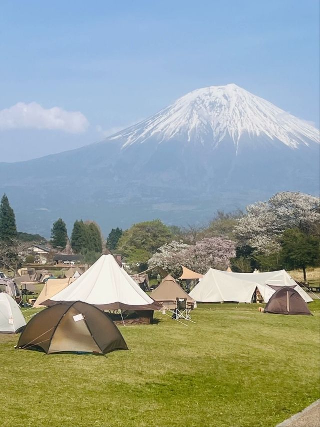 Tanuki Lake Sakura | Where Fuji Meets Floral Perfection
