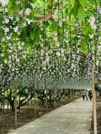 【栃木】藤の花だけでなく、菖蒲、紫陽花も素晴らしい