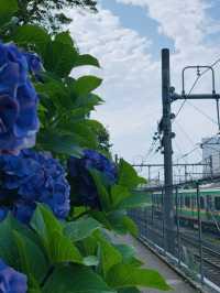 【東京】電車と紫陽花が撮れる映えスポット