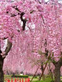 A Springtime Date Amid Pink Blossoms at Hirosaki Park