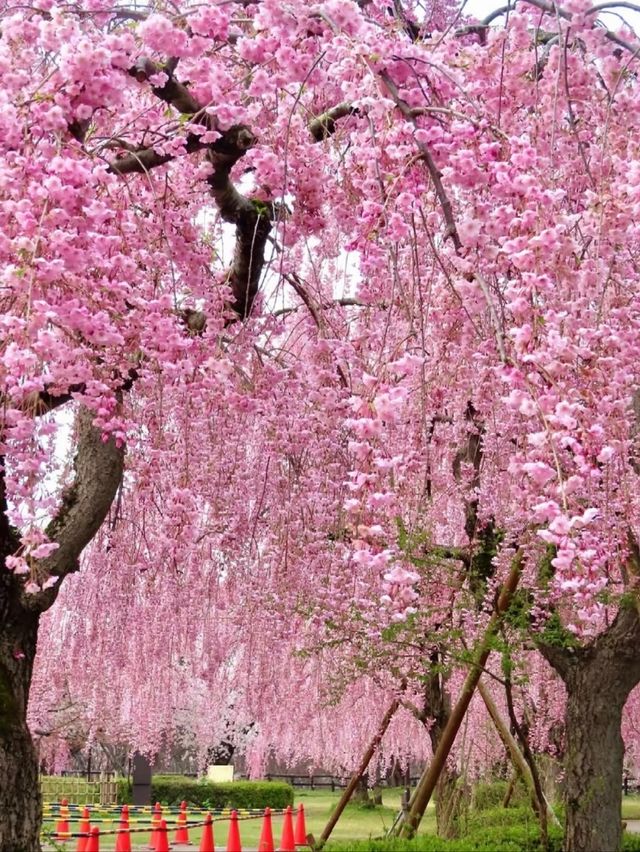 A Springtime Date Amid Pink Blossoms at Hirosaki Park