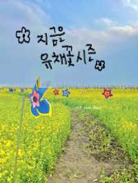 지금 한국은 유채꽃 시즌💛