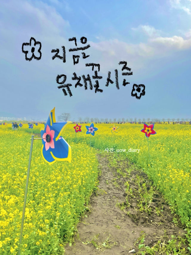 지금 한국은 유채꽃 시즌💛