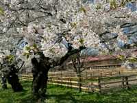 Koiwai Farm Sakura | Where Blossoms Meet Pastoral Splendor