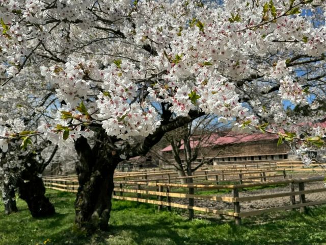 Koiwai Farm Sakura | Where Blossoms Meet Pastoral Splendor