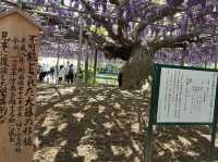 「紫藤物語〜大藤節」在足利花卉公園綻放