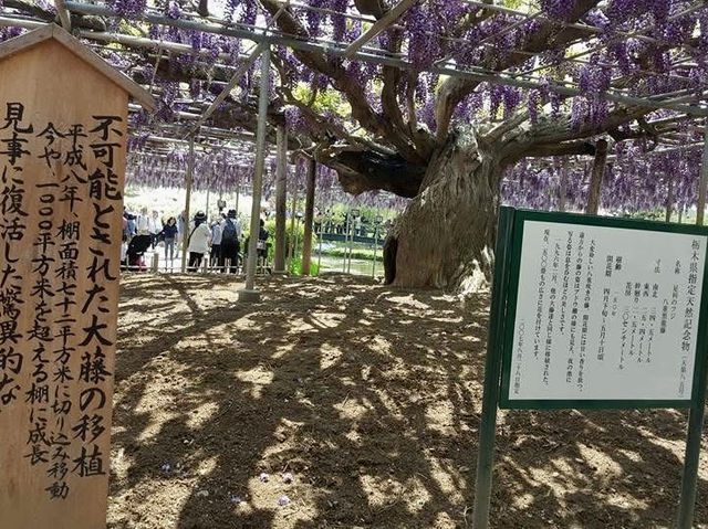 「紫藤物語〜大藤節」在足利花卉公園綻放