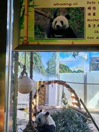 免門票看熊貓就在唐山動物園！！