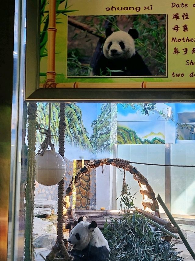 免門票看熊貓就在唐山動物園！！