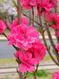 大阪城公園历史與自然的完美融合