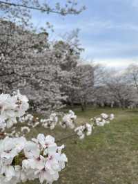 Fukuoka in blooms of Cherry Blossoms