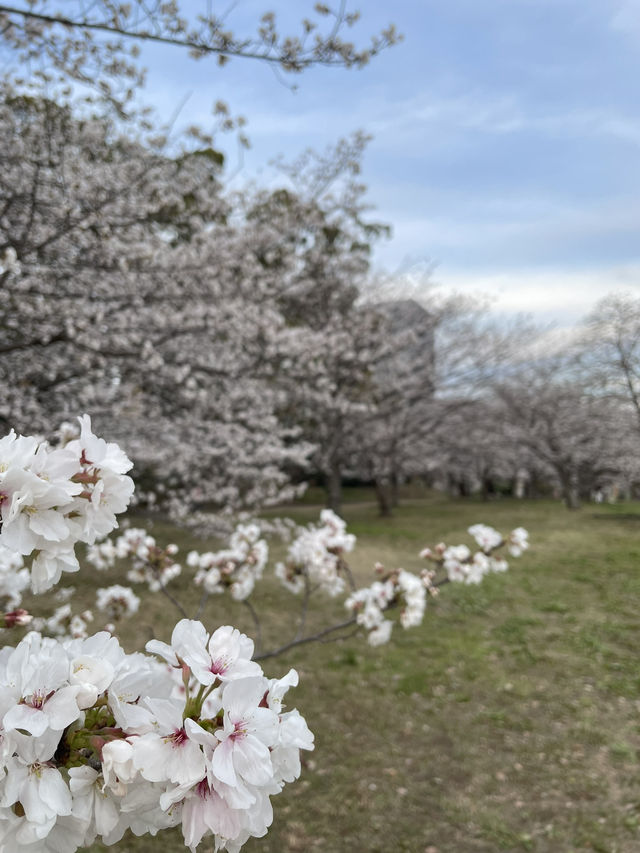 Fukuoka in blooms of Cherry Blossoms