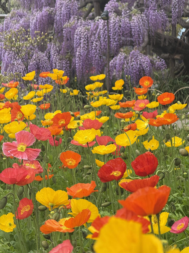 足利フラワーパーク🌼四季折々の絶景が楽しめる癒しスポット🪻💐