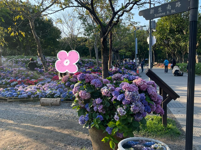 台北大安森林公園の繡球花仙境｜免費打卡＋偶遇松鼠小驚喜🐿️