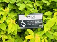 A Park for Everyone: Gungri’s Charm