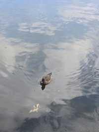 「熊本的隱世庭園一一探索水前寺公園的魅力」