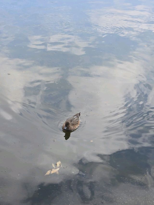 「熊本的隱世庭園一一探索水前寺公園的魅力」