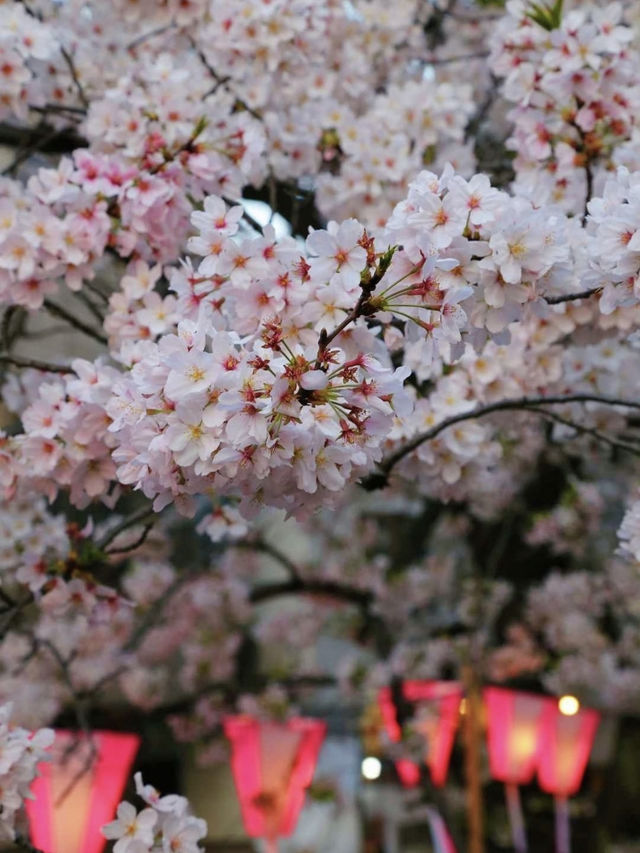 跟著櫻花季遊東京～