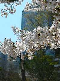 Gwangju in Bloom: A Tranquil Cherry Blossom Escape
