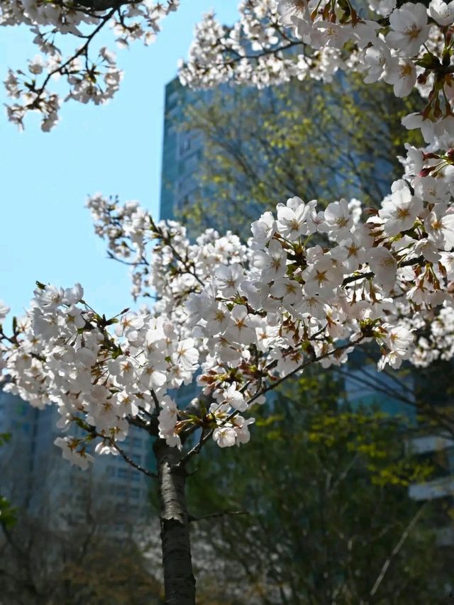 Gwangju in Bloom: A Tranquil Cherry Blossom Escape
