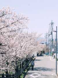 🌸 Spring in Kansai — Finally Became a Cherry Blossom Royalty! 🌸