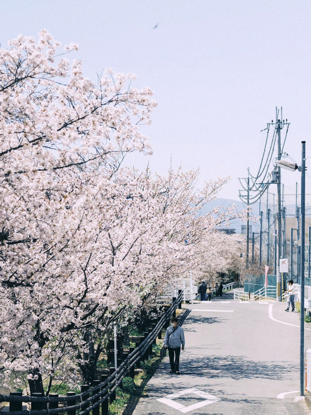 🌸 Spring in Kansai — Finally Became a Cherry Blossom Royalty! 🌸