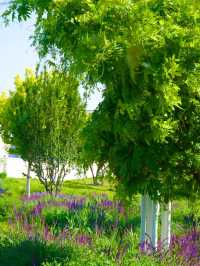 🌿 Beijing’s Romantic Mini Park | Fengtai’s Ruzhuo Garden 🌸