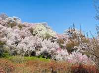 Great place to see the full Cherry Blossoms