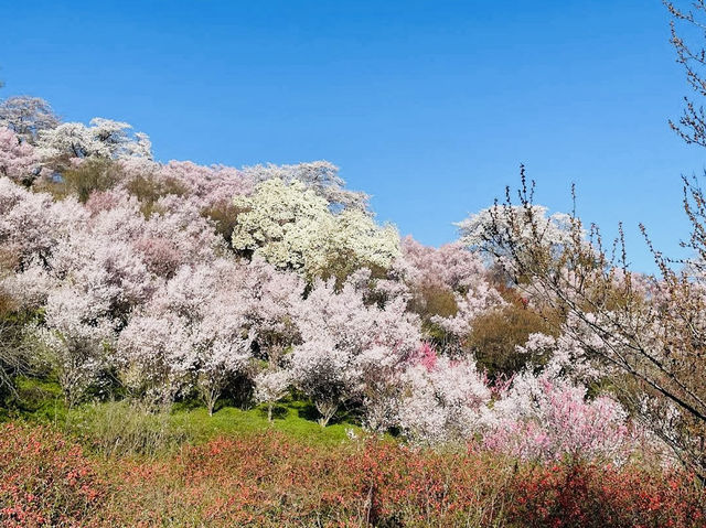 Great place to see the full Cherry Blossoms