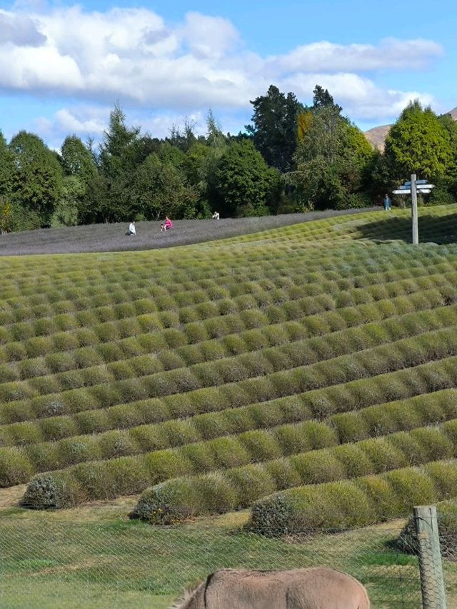 🇳🇿鈕西蘭 wanaka 4個必玩景點