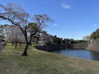 🏞️【皇居春日限定開放】趕上滿開櫻花×最後開放日！東京市中心的賞櫻驚喜體驗 🌸