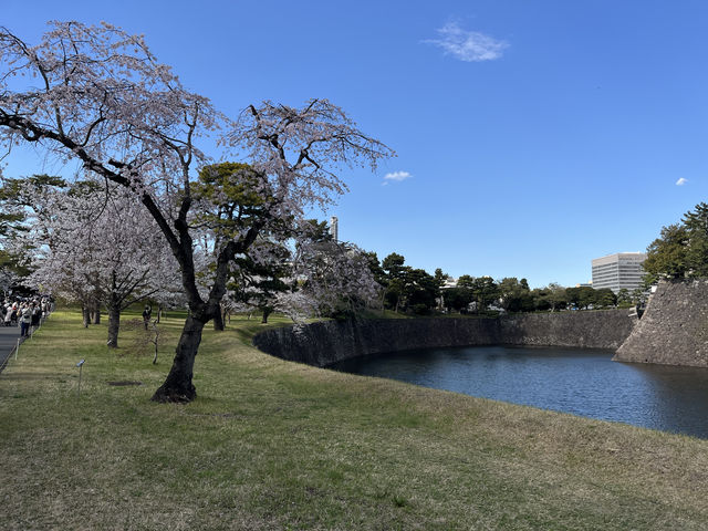 🏞️【皇居春日限定開放】趕上滿開櫻花×最後開放日！東京市中心的賞櫻驚喜體驗 🌸