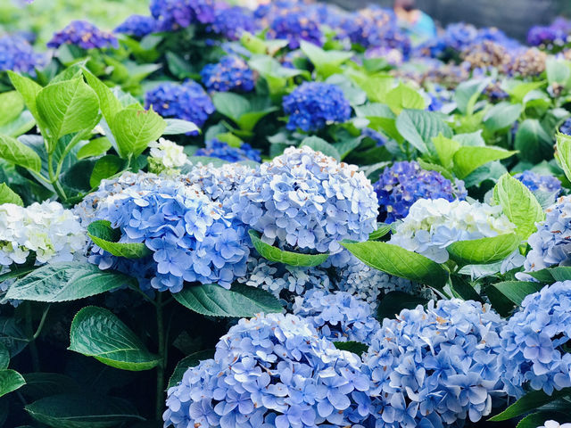 台北｜陽明山繡球花季起跑 一個月花期限定絕美花海