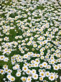 🌼데이지가 가득 피어난 꽃 카페, 스페이스 작