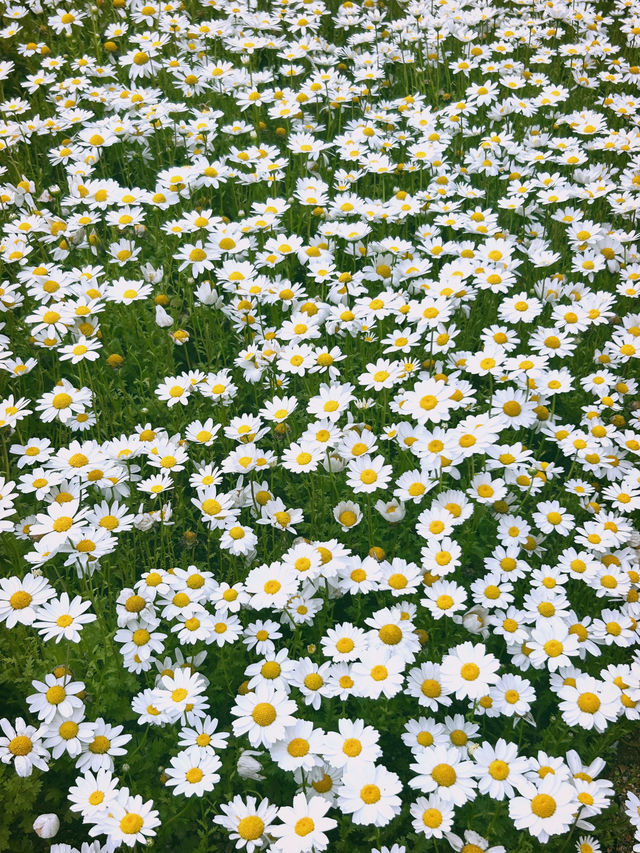 🌼데이지가 가득 피어난 꽃 카페, 스페이스 작