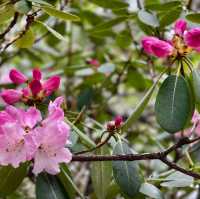 A Blooming Dream: Potatso National Park in Full Flower