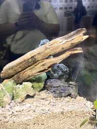 《沖繩親子必訪》美麗海水族館：與鯨鯊共遊、觀賞夢幻海豚秀！