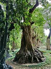 Changthong Heritage Park – A Living Museum of Ancient Trees in Chiang Mai