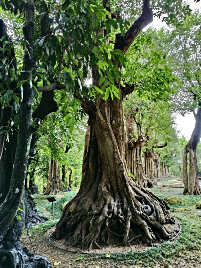 Changthong Heritage Park – A Living Museum of Ancient Trees in Chiang Mai