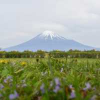 Epic Spring Mt. Fuji Framed by Sakura at Chureito Pagoda