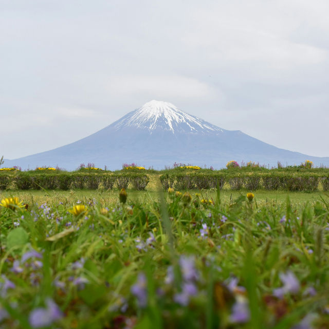 Epic Spring Mt. Fuji Framed by Sakura at Chureito Pagoda