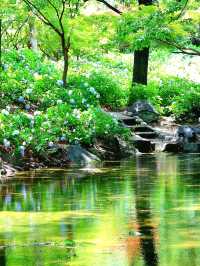 💜繡球花💙大阪長居公園