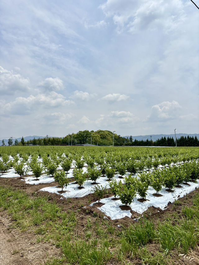 【福岡県:八女】茶畑を一望できる八女茶専門カフェ